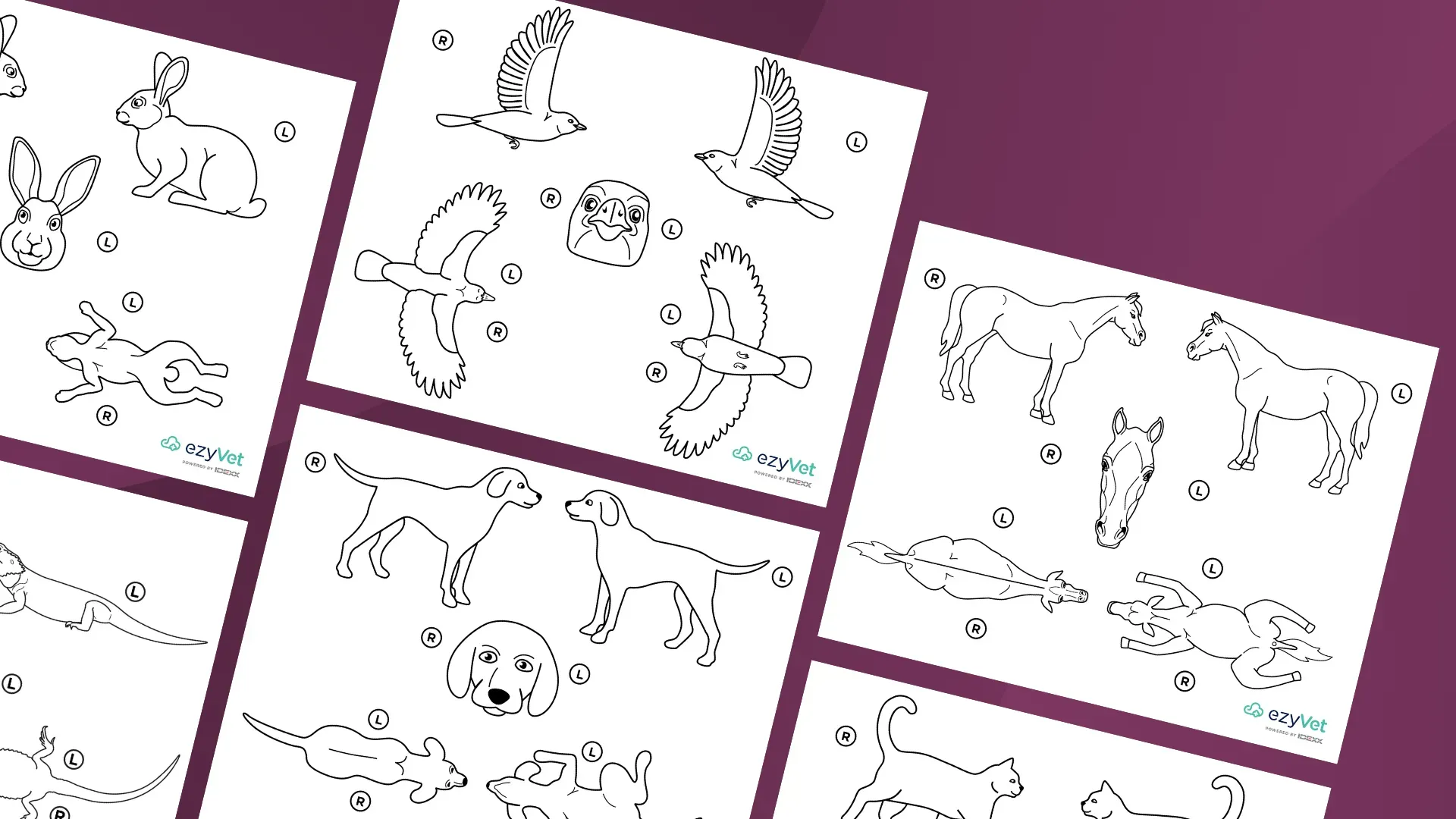 Animal body maps for annotation 1030x630