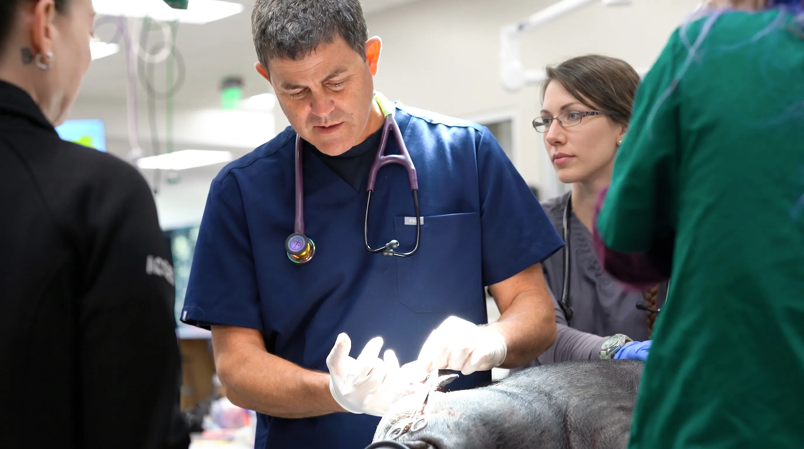 Veterinarian giving dog a treat outside practice