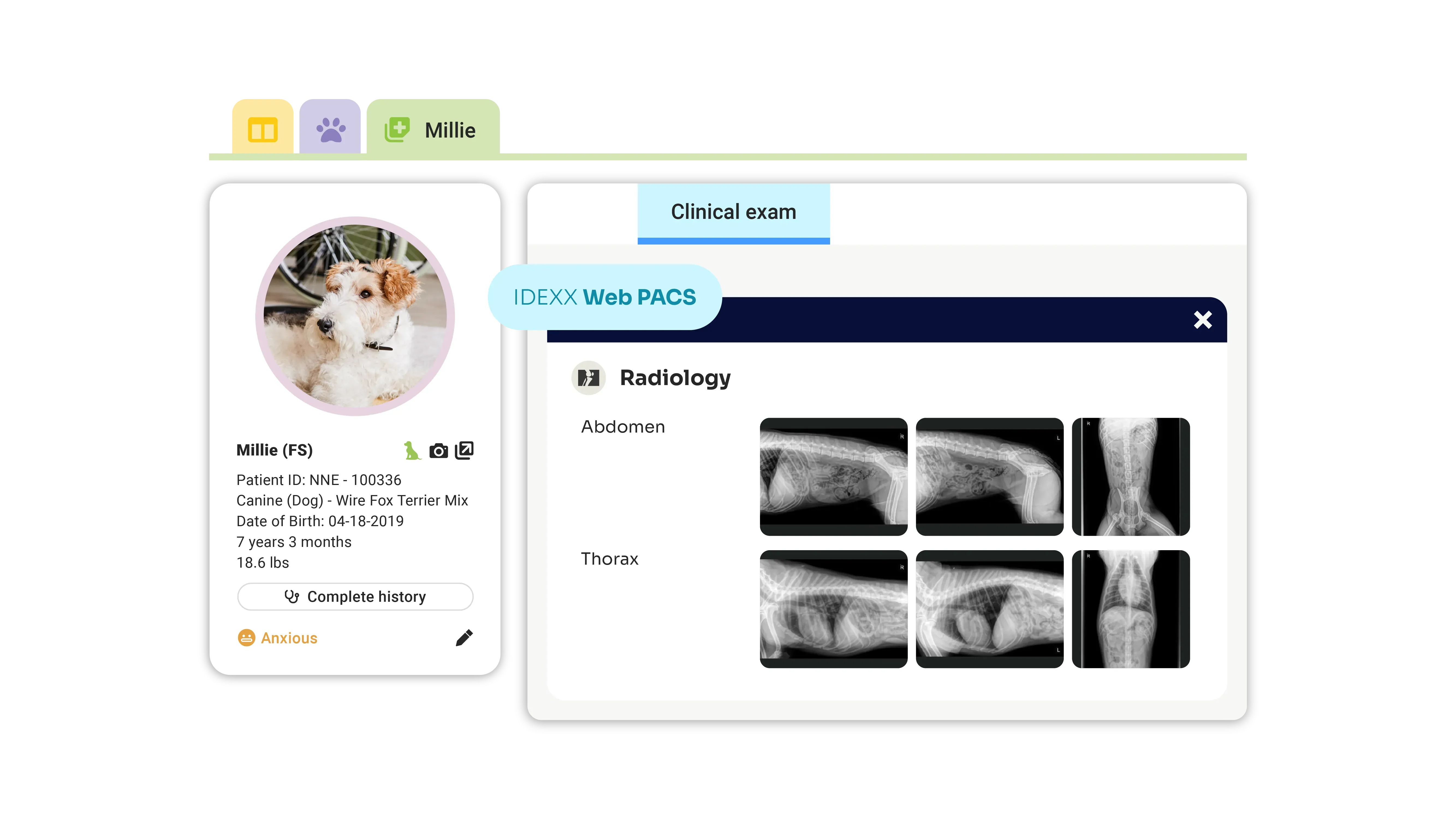 Veterinary consultation with patient imaging on s creen