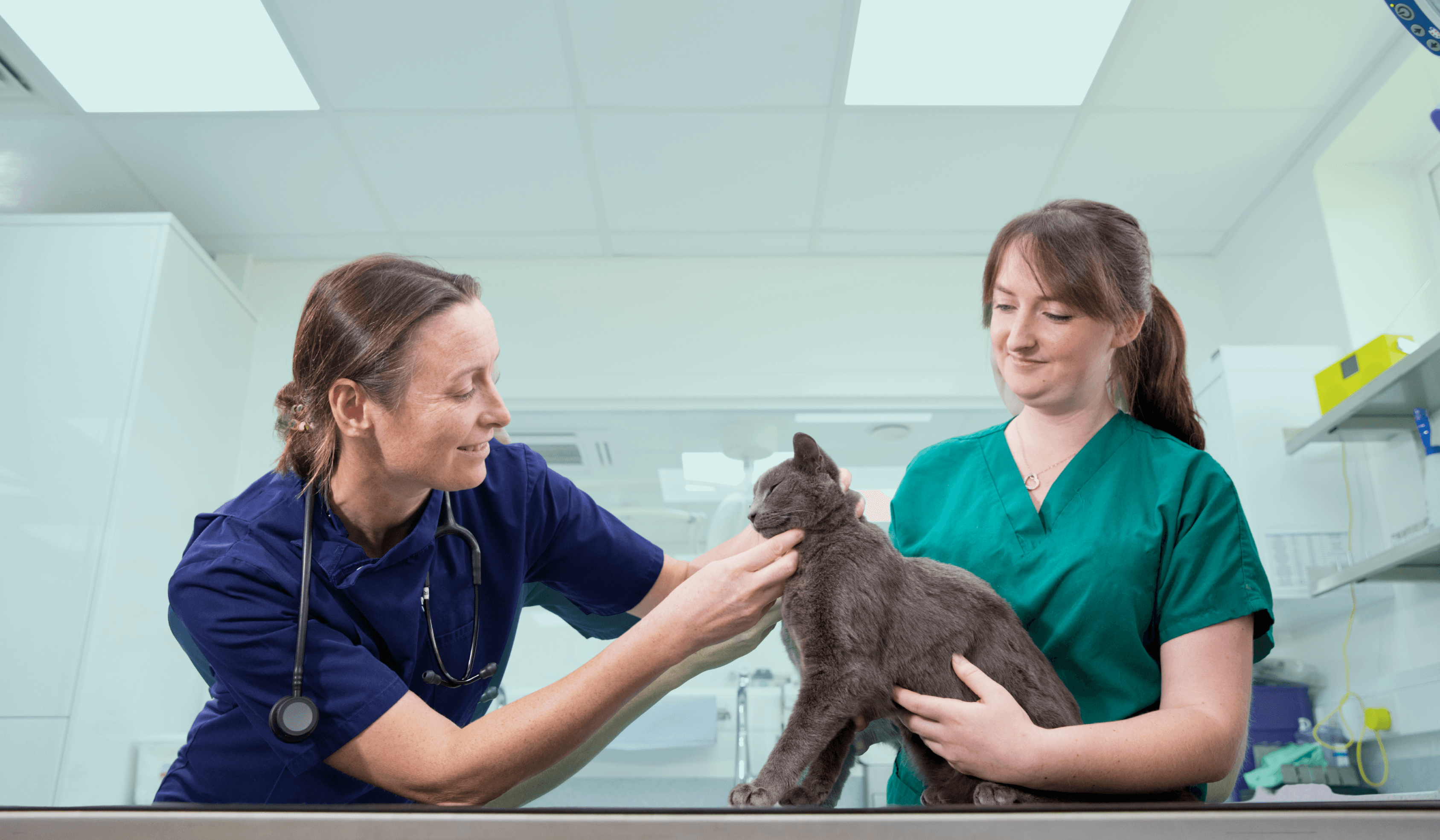 Vet team holding cat 1030 x 630