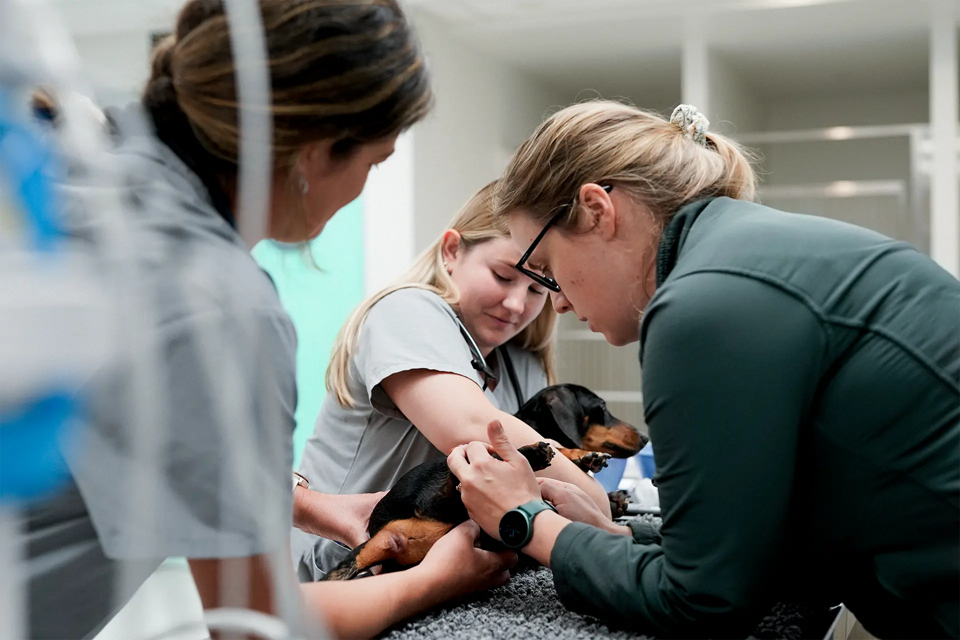 Veterinary team treating dog