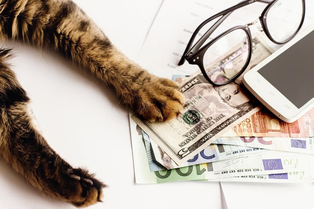 Cat on table with money 1000x667