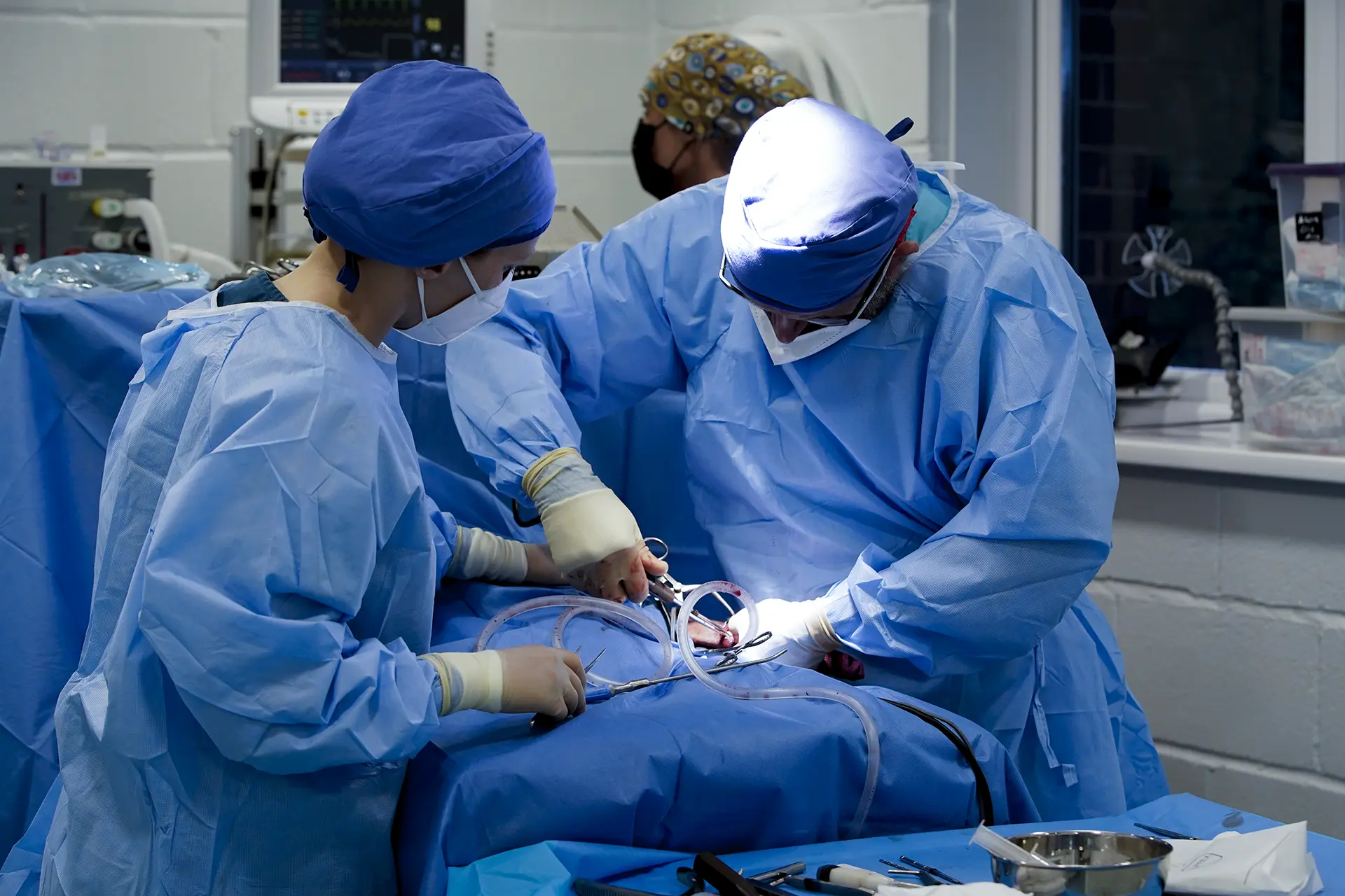 Veterinarians performing surgery