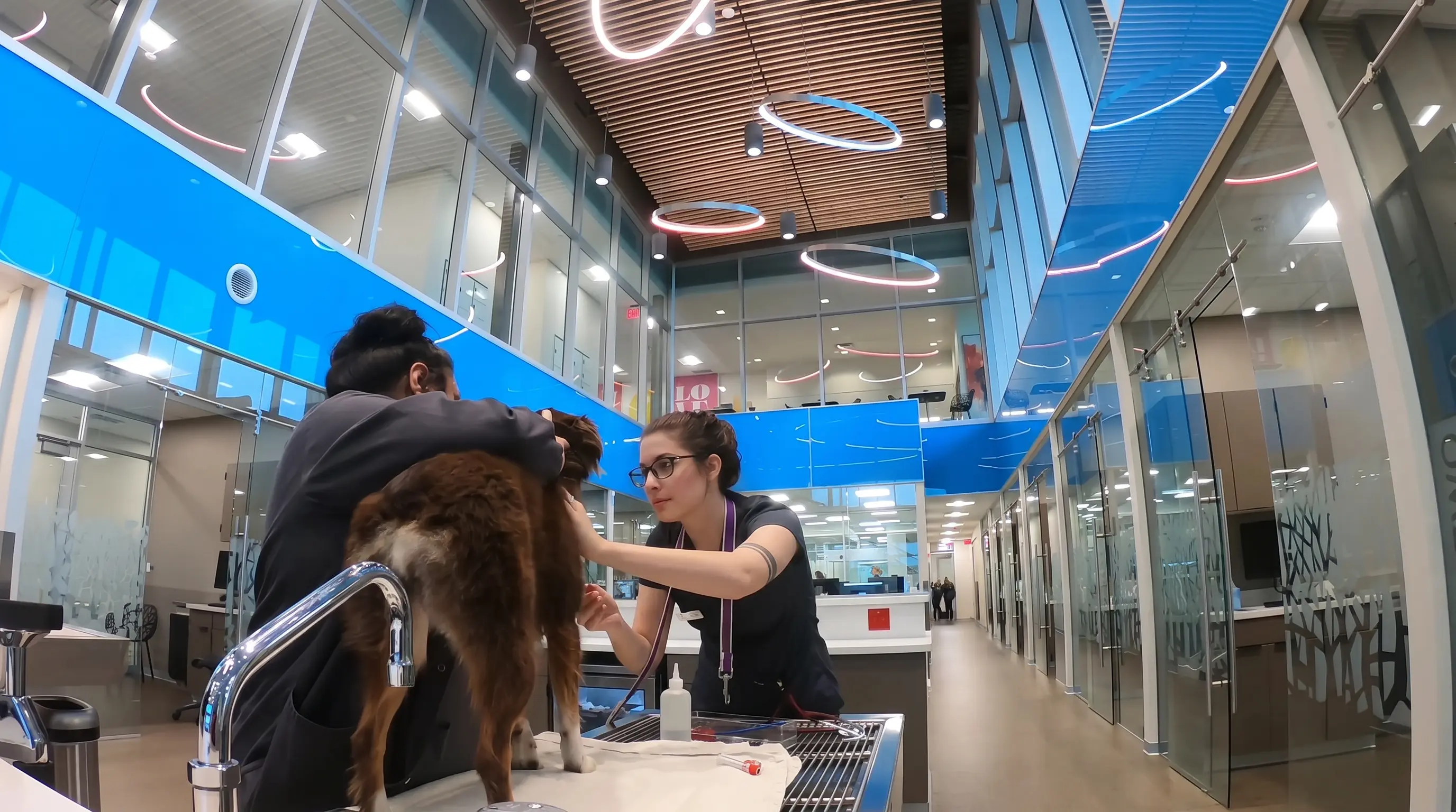 Practice owner giving dog a treat outside veterinary practice.