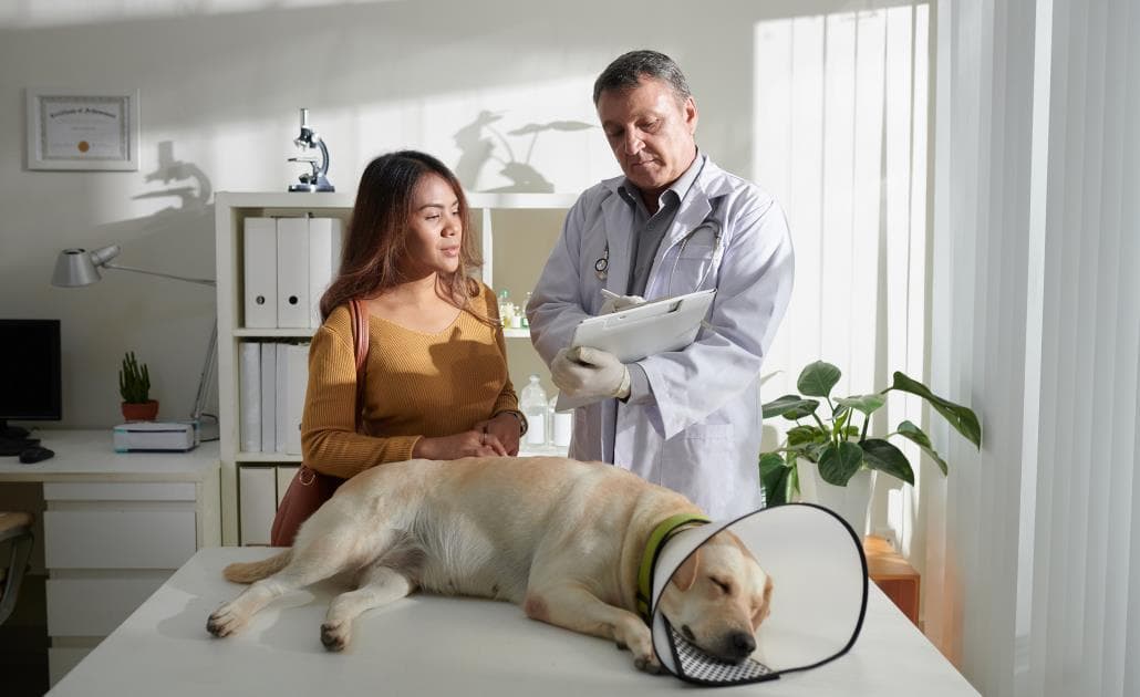 Dog owner visiting veterinarian 1030 x 630