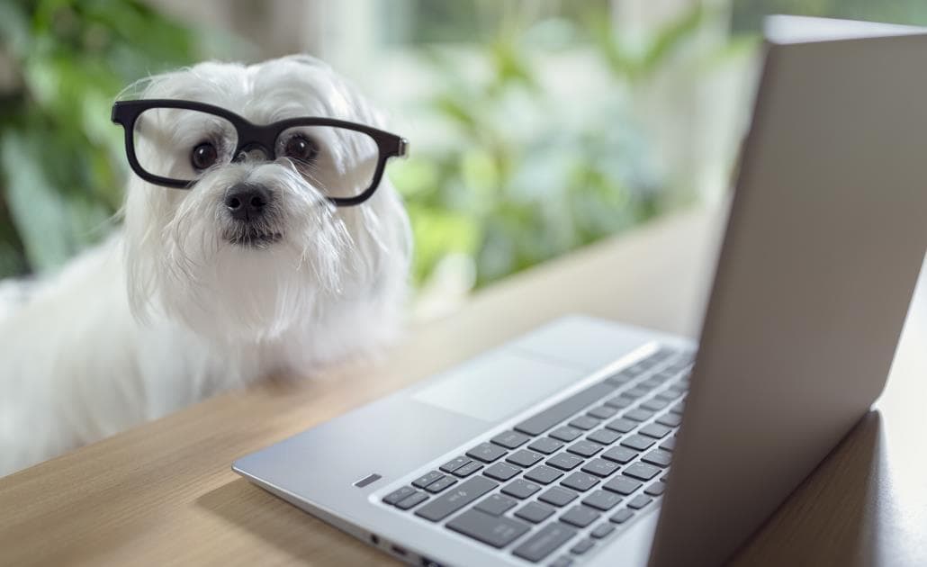 Dog using laptop 1030 x 630