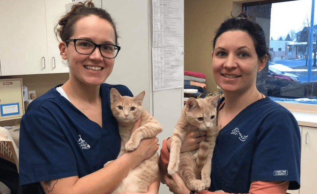 Cat care clinic 1030 x 630 Image 1