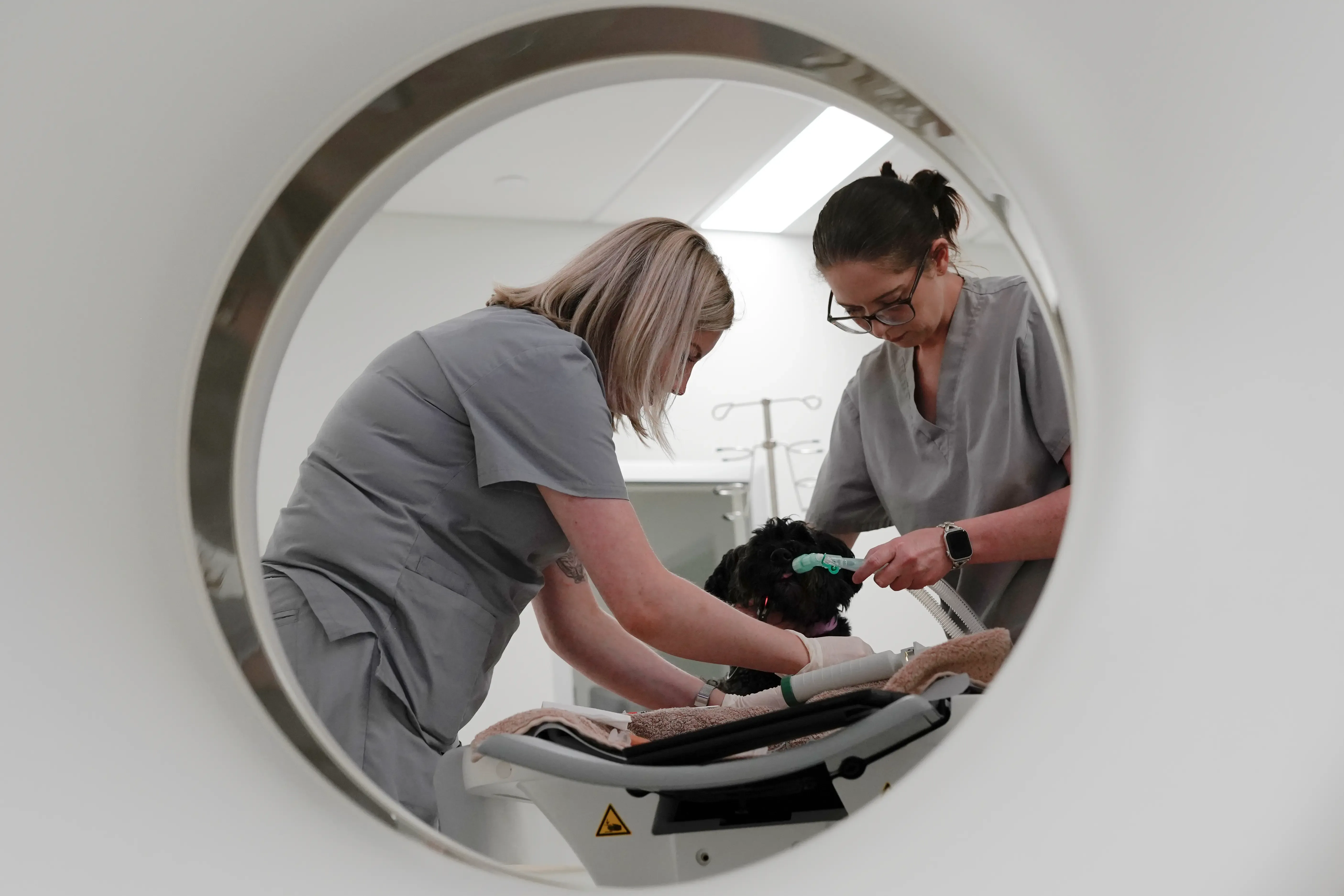 Veterinary team treating dog