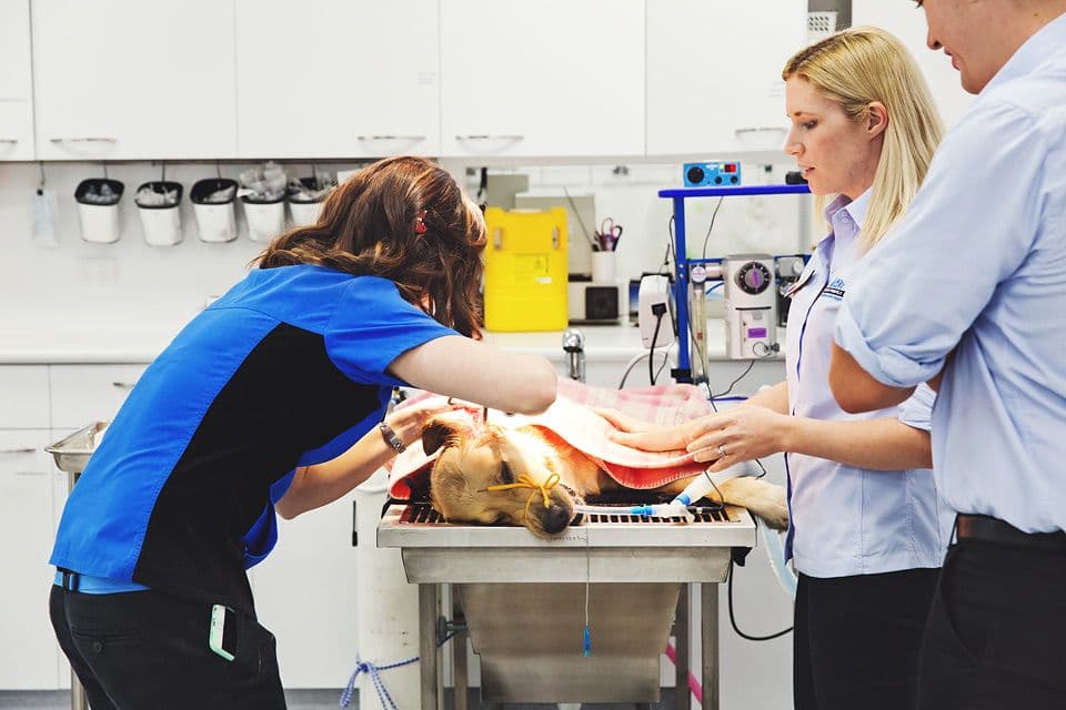 Prepping dog for surgery