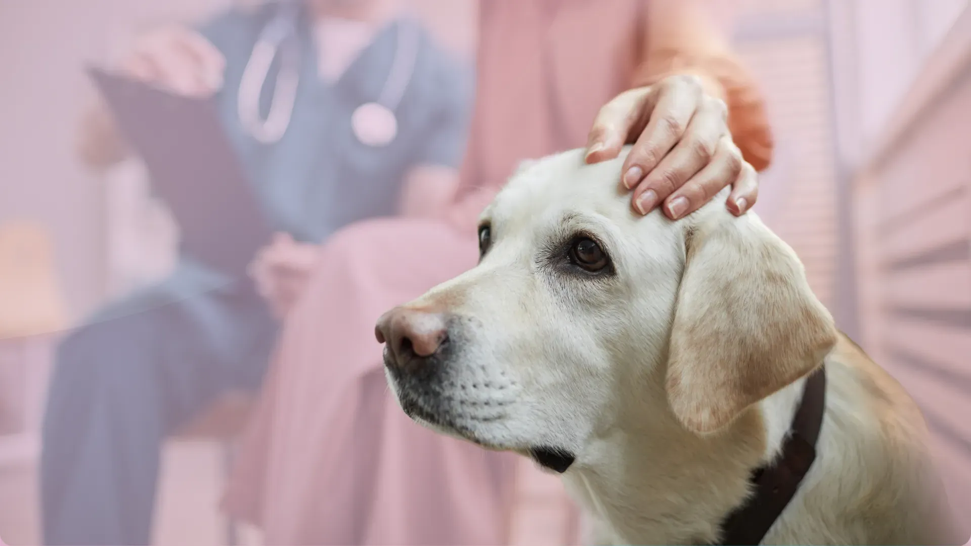 Cat owner talking to vet 1030 x 630