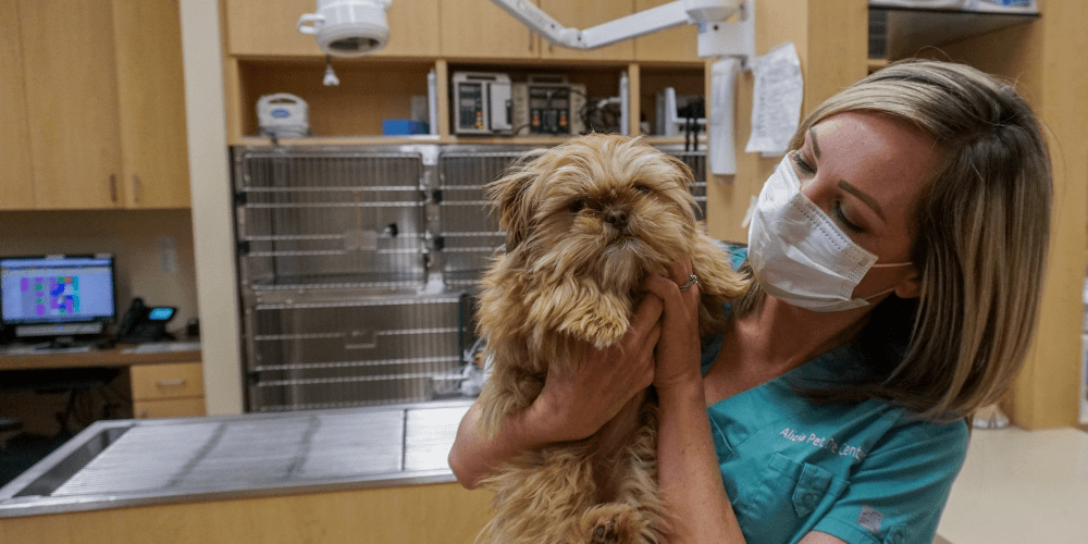 Dog held by veterinary