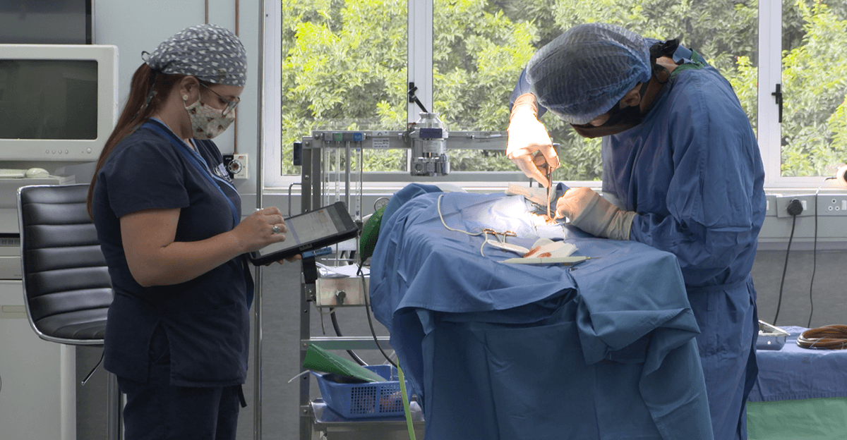 BVH vet surgery