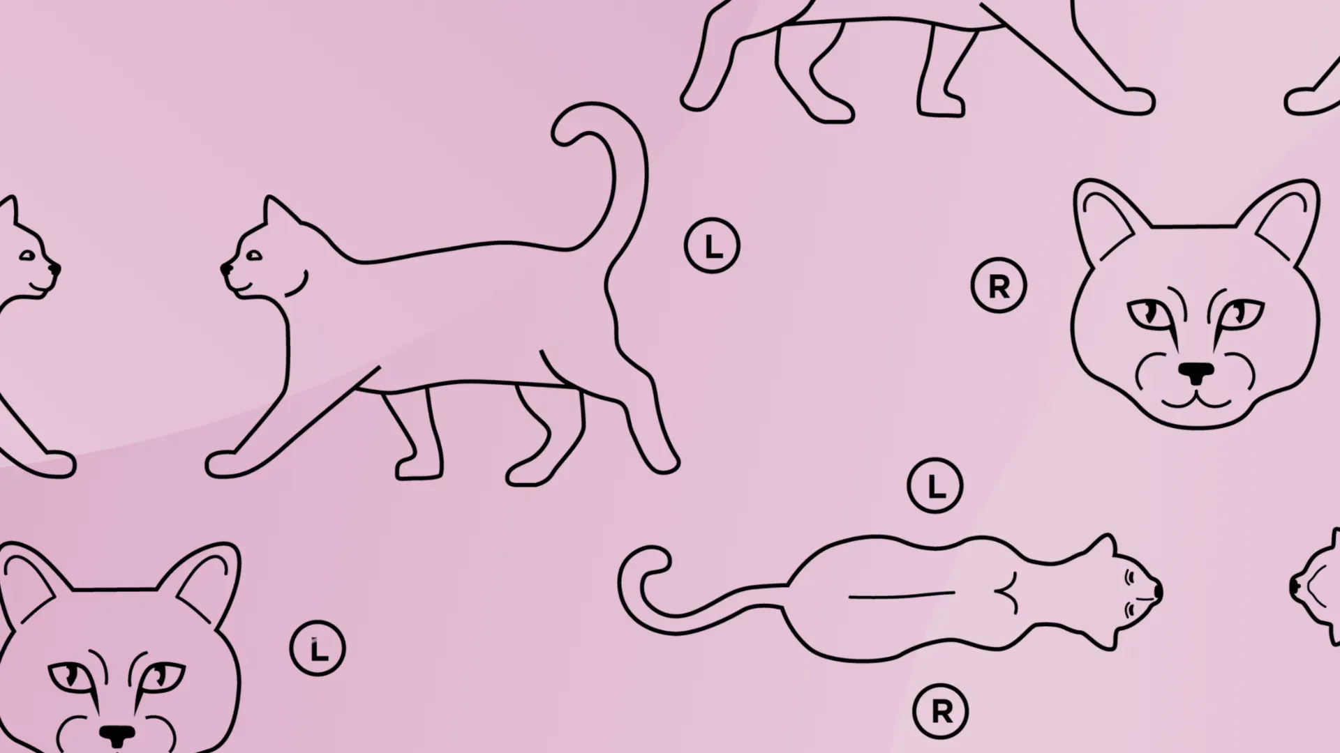 Cat Feline Body Map for Vet Annotation
