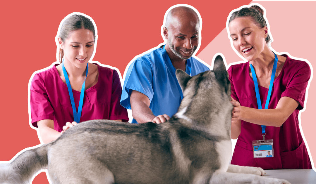 Veterinary team with dog 1030 x 630