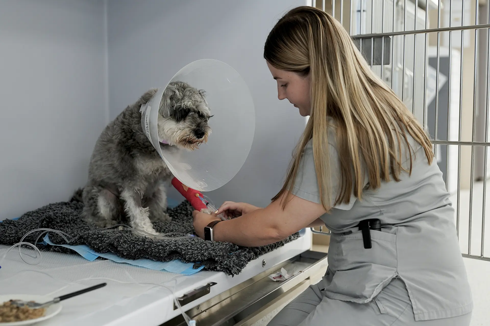 Veterinary marketing guide