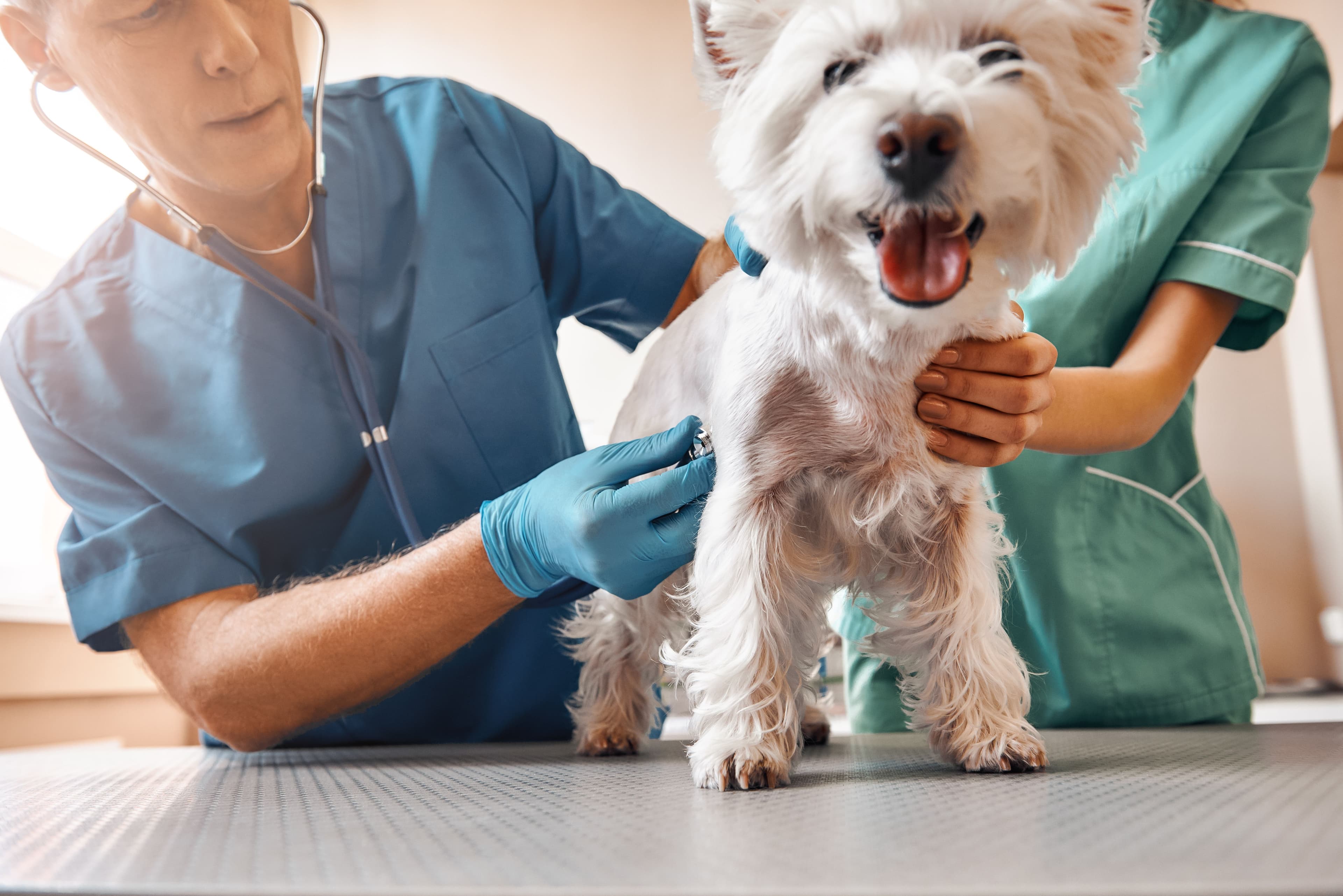 ezyVet helps 2-3 veterinary businesses move to the cloud every week.