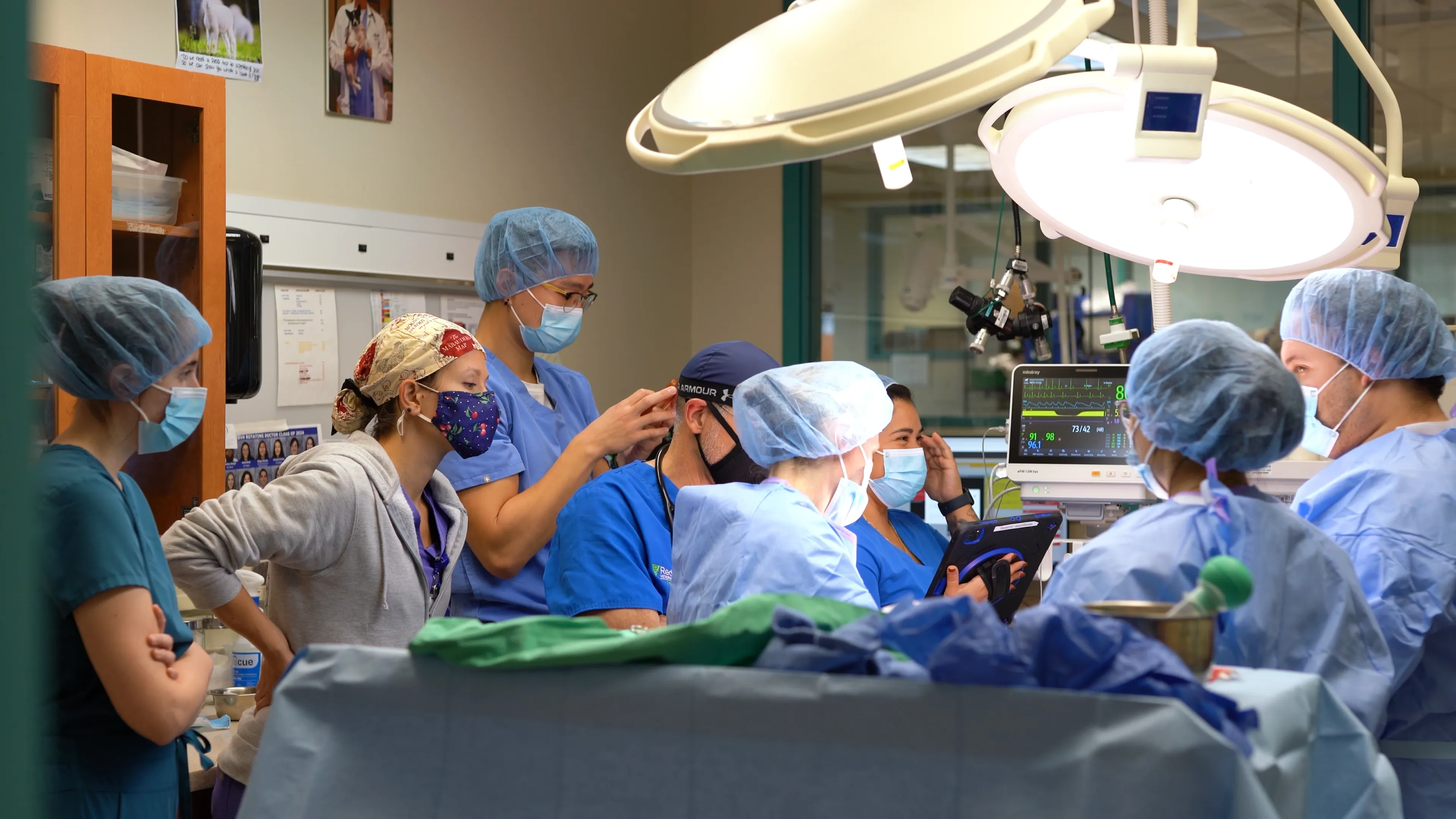Veterinary students in sugery room