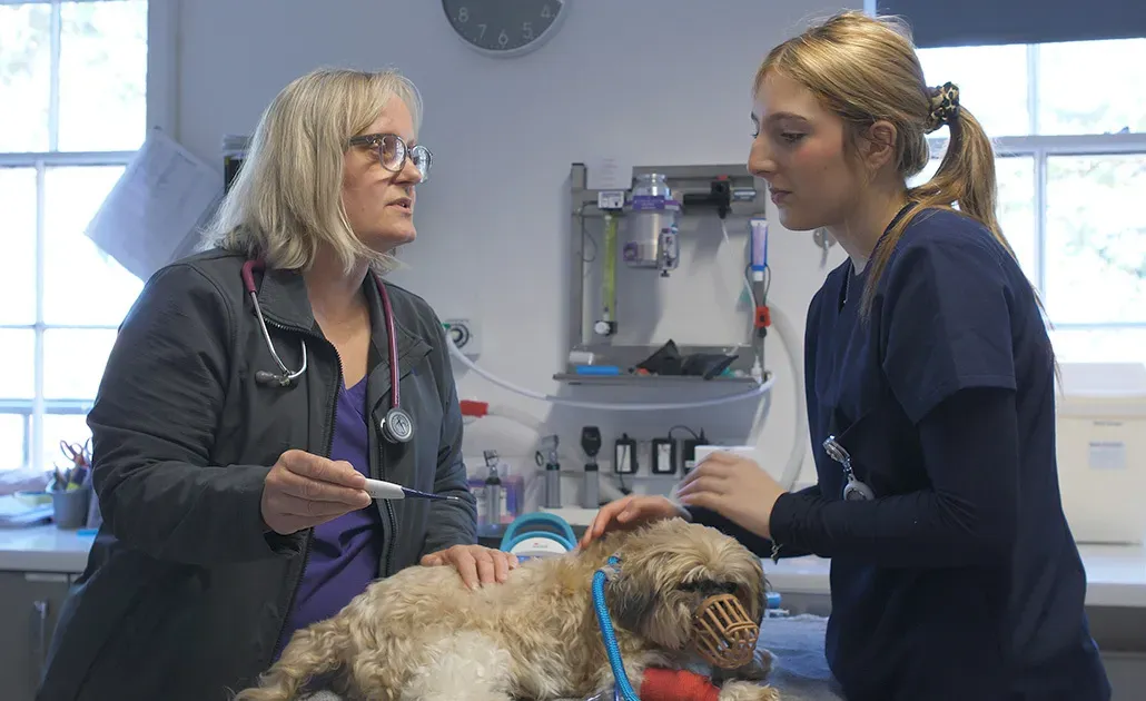 Black Sheep Vets examining dog