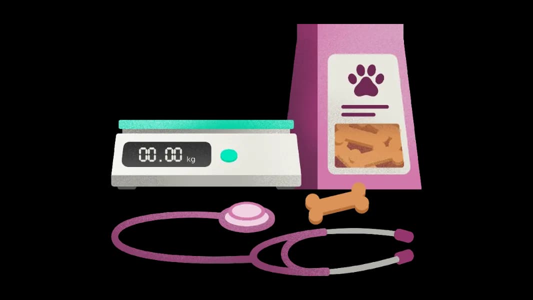 Veterinary team treating dog